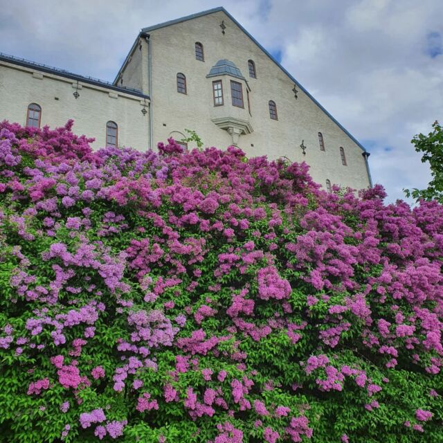 If Instagram only had a smell feature... 😍🌸 #lilac #lilacs #lilacseason #osloteatersenter #tøyen #ensjø #gamleoslo #oslo #visitoslo